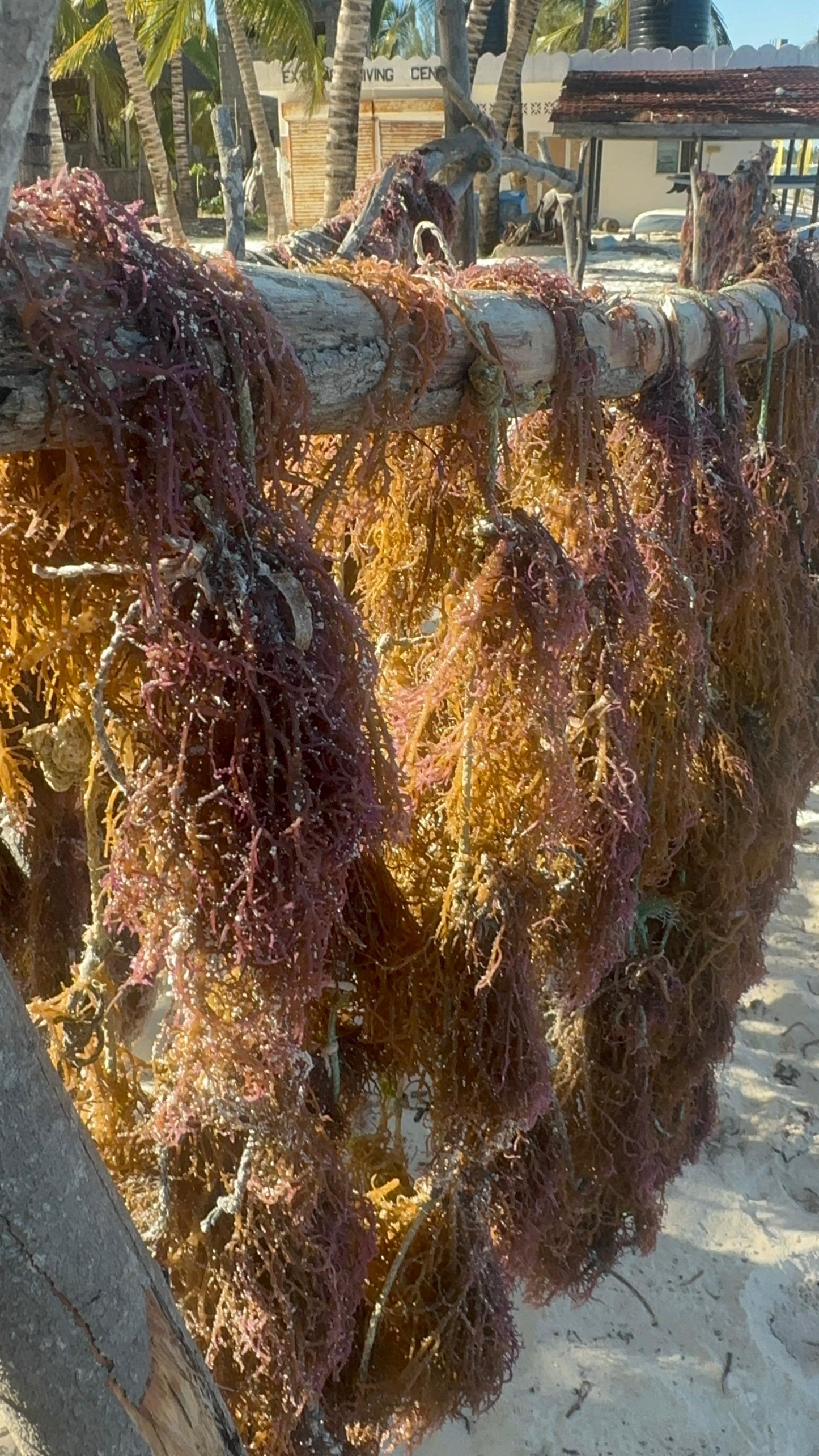 Sea Moss - Gold