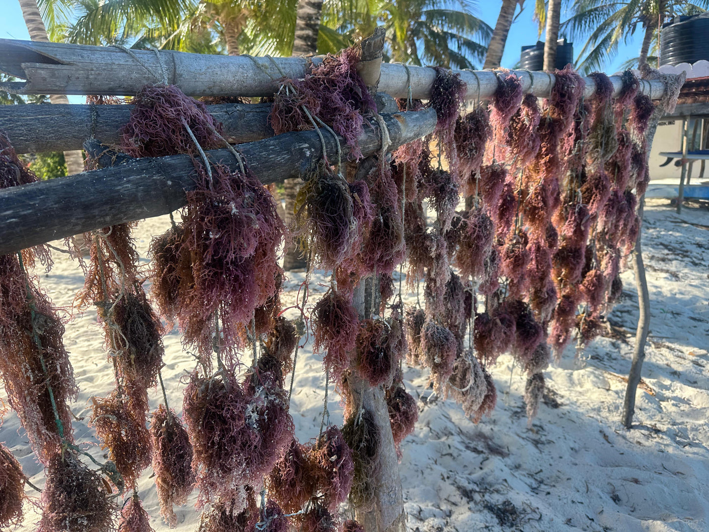 Sea Moss - Gold