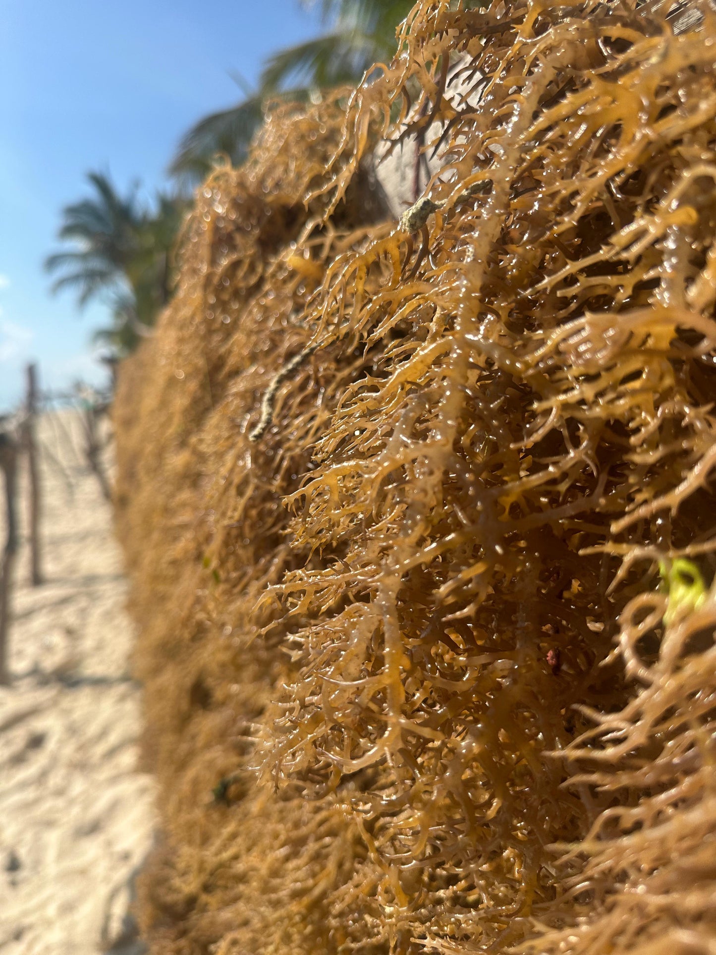 Sea Moss - Gold