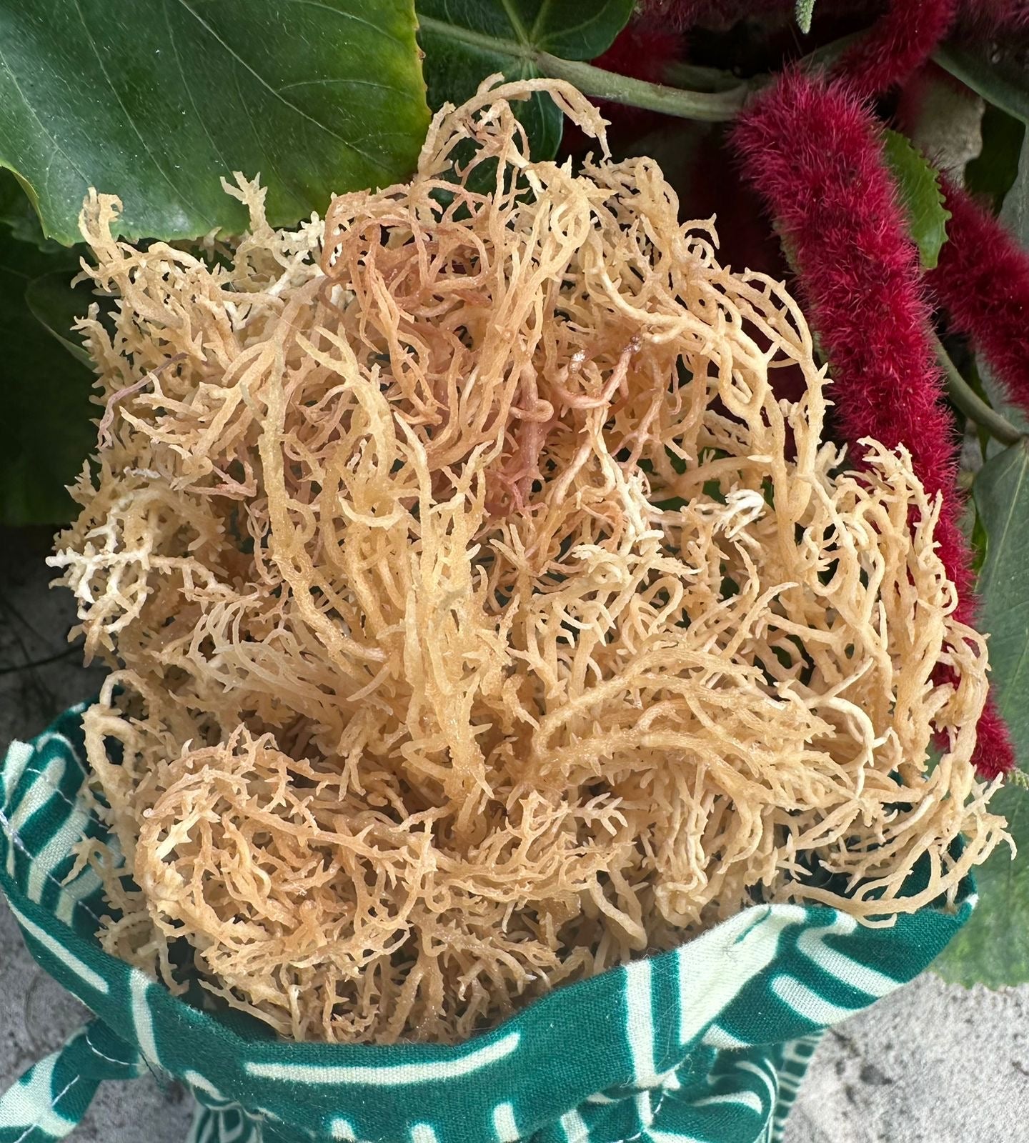 Sea Moss - Gold